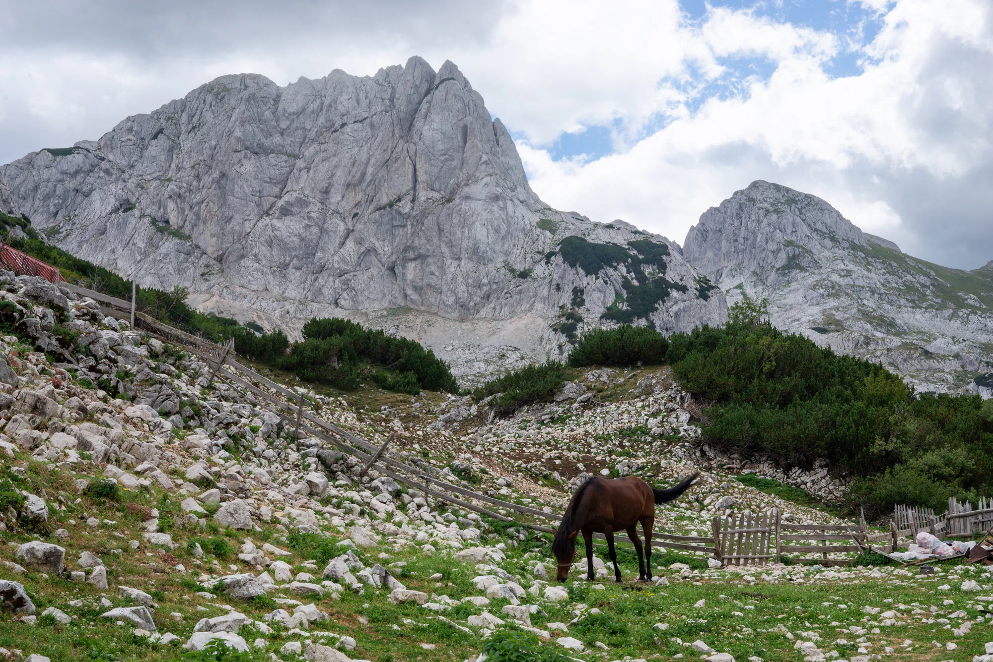 horse in the mountains